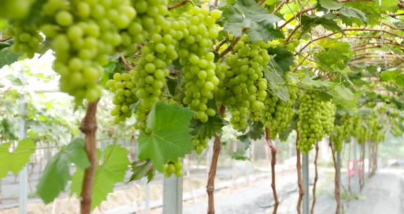 Fresh Green grape farm