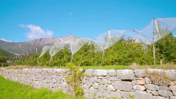 Plantation Covered with Net with Apple Trees Growing in Row