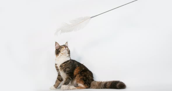 Brown Tortie Blotched Tabby and White Maine Coon Domestic Cat, Female playing   White Background