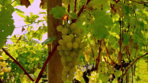 Ripe yellow muscat grape on a vine (zooming out, slow motion)