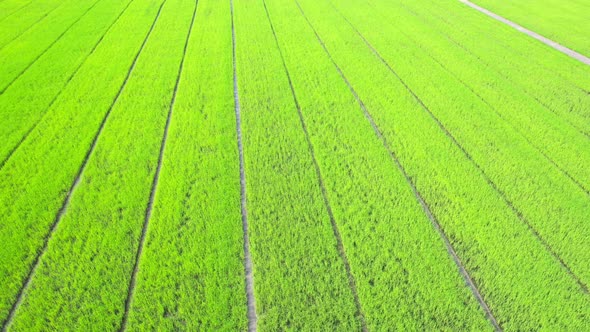 Aerial view of agriculture in rice fields for cultivation. Natural texture