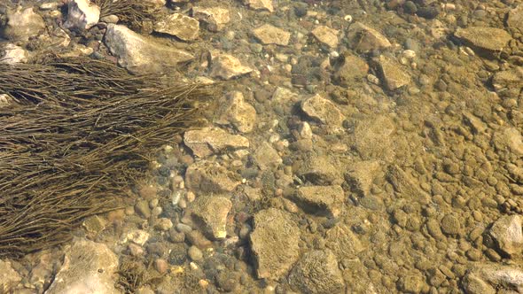 Shallow Brook with Mossy Stones