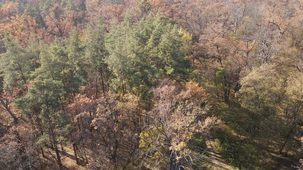 Forest with Trees in an Autumn Day