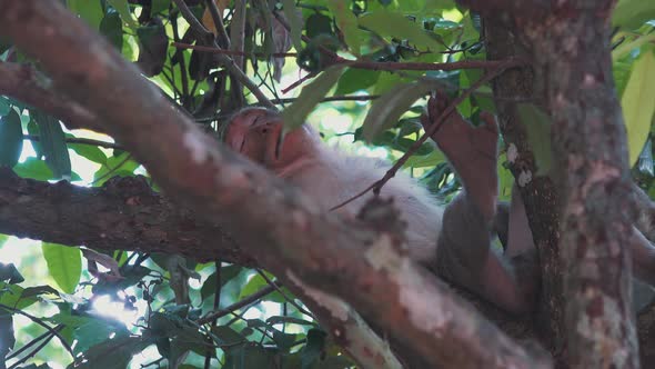 Macaque Monkey Trying to Sleep in the Jungle Trees