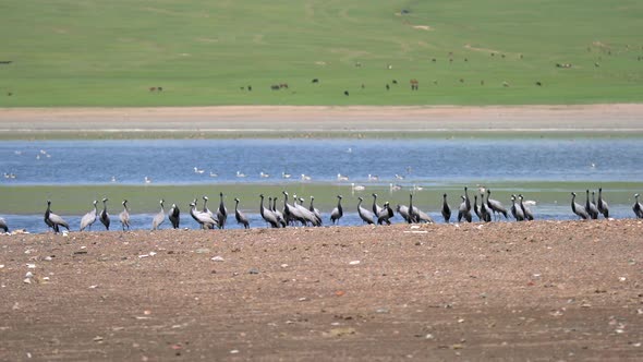 Real Wild Crane Birds in Natural Lakeshore