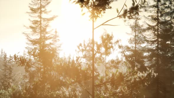 Misty Nordic Forest in Early Morning with Fog