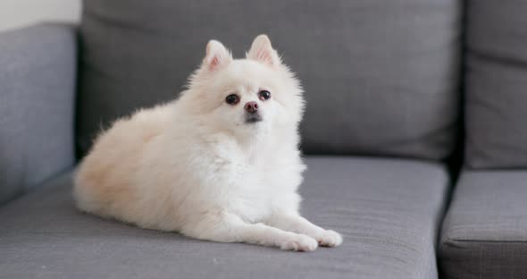 White Pomeranian dog on sofa