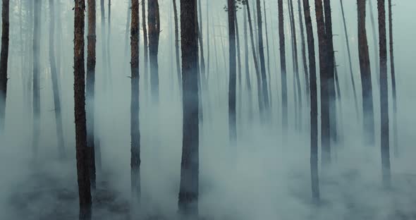 Dark Mysterious Burned Forest Landscape, Smoke Rising From Ground After Wildfire.