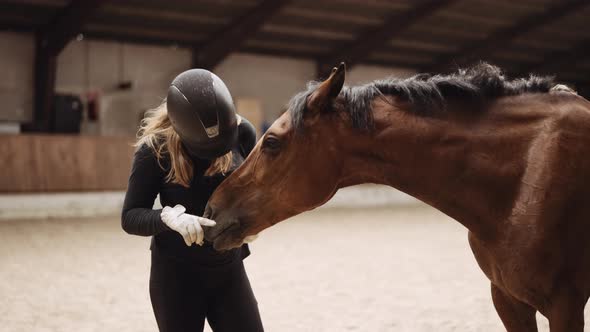 Woman In Riding Hat Feeding Horse From Hand In Paddock