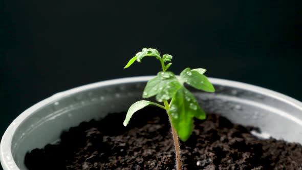 Growing Tomatoes From Seeds Step By Step