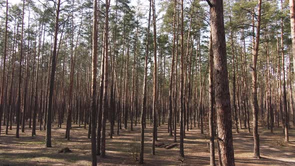 Pine forest. Spring, sun glare. aerial.