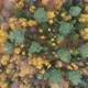 Aerial shot over trees - VideoHive Item for Sale