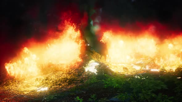 Wind Blowing on a Flaming Trees During a Forest Fire