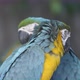 blue and yellow Macaw, Ara ararauna - VideoHive Item for Sale