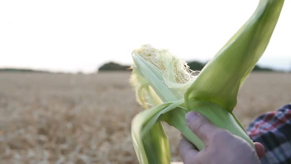 An agronomist holds corn cobs in his hands in an agricultural field.