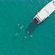 People swimming in sea beside luxury yacht, aerial top down view - VideoHive Item for Sale