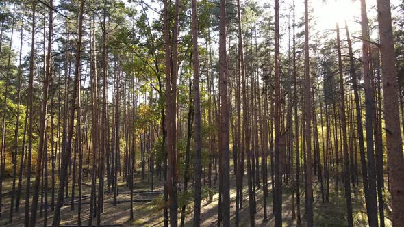 Trees in the Forest on an Autumn Day