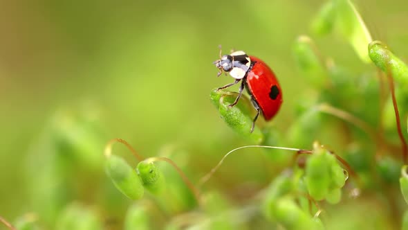 Closeup Wildlife of a Ladybug in the Green Grass in the Forest