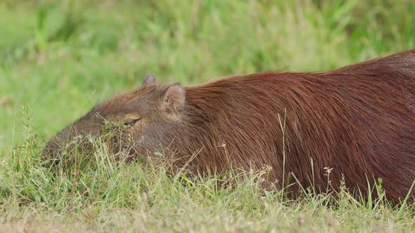 close up on adult Capybara, Hydrochoerus hydrochaeris, eating grass quietly on the ground