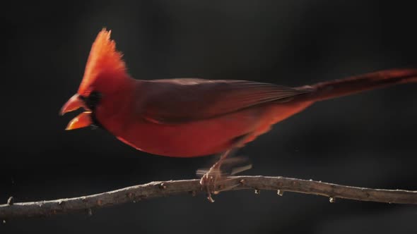 Northern Cardinal Chases Whitecrowned Sparrow Away