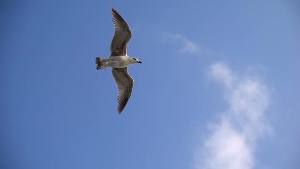 Bird Animal Seagulls Flying on Clear Blue Sky