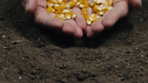 Hand Holding Corn Seeds