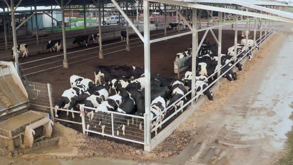 Cow Farm in an Israeli Kibbutz