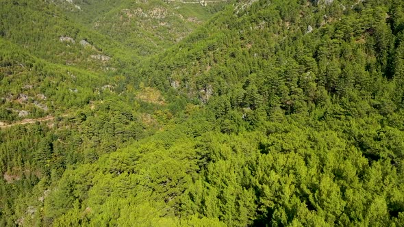 Green Forest Filmed on a Drone