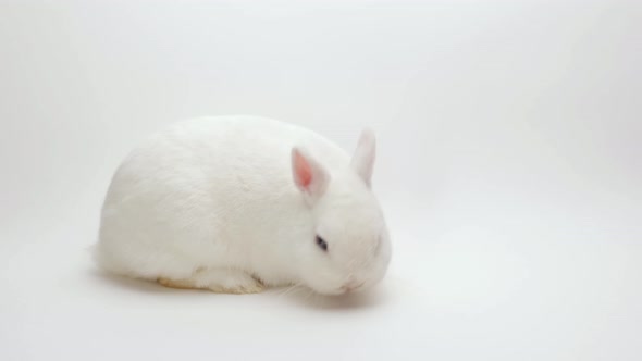 A Fluffy Cute Rabbit Lies on a White Background Sniffing and Licking Everything