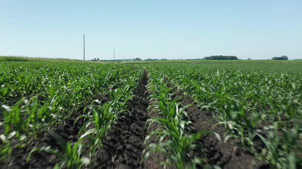 Aerial flying low, rows of corn crop planted on agricultural farm field. Summer day