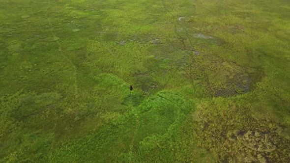 Kamchatka Brown Bear Runs Through the Tall Green Grass