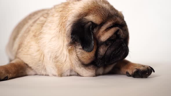 Relaxed Beautiful Pug Lying on White Background