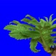 Sorbaria Sorbifolia buds opening time lapse with alpha channel - VideoHive Item for Sale