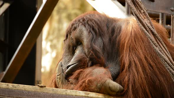 Male Orangutan Resting