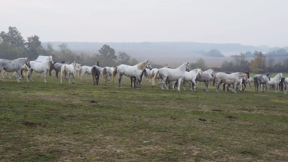 Wide shot of Lipizzaner horses on the open field in the morning