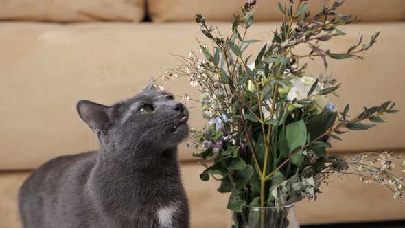 Beautiful Gray Cat Funny Eats a Bouquet of Flowers