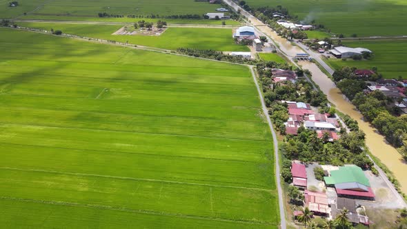 The Paddy Rice Fields of Kedah and Perlis, Malaysia