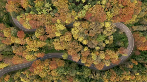 Curvy road in an autumn colored forest, top shot of a drone, changes to a look up shot up to a littl