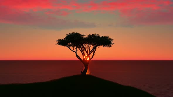 Tree And Sea At Sunset