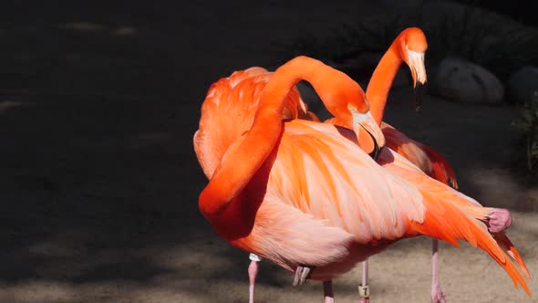 Flamingo