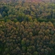 Wild Spring Forest on Sunset - VideoHive Item for Sale