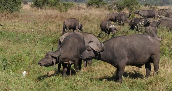 African Buffalo, syncerus caffer, Herd standing in Savannah, Nairobi Park in Kenya, Real Time 4K