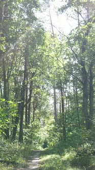 Vertical Video of Beautiful Green Forest By Day