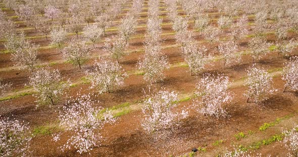 Aerial View of field of cherry trees, Ein Harod, Northern District, Israel.