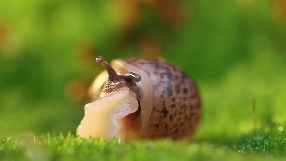 Closeup of a Snail Slowly Creeping in the Sunset Sunlight