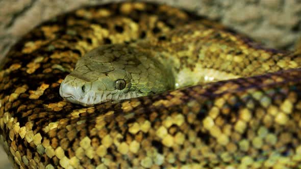 Jamaican boa, Epicrates subflavus, this snake is threatened with extinction