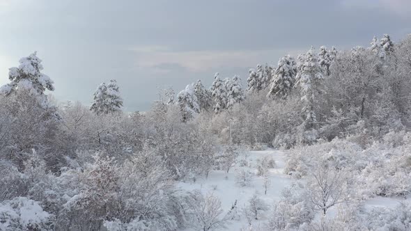 Frozen forest by early morning 4K aerial footage