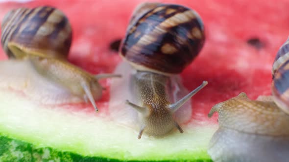 Three Helix Pomatia Snails Sit on a Watermelon and Eat It