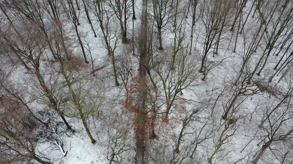 Cinematic Aerial View of the Winter Forest with Path Revealing the Industrial Background of the City