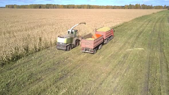 Ensilage Harvester Gathers Corn Foliage for Green Fodder